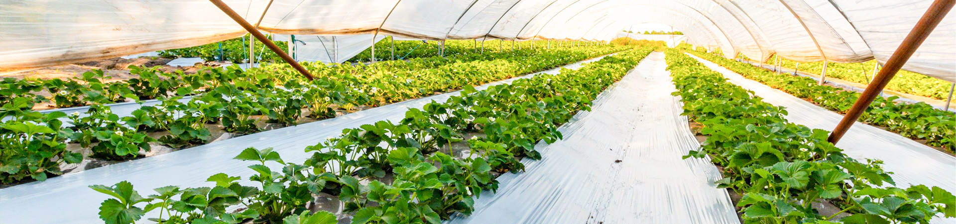 1_0003_  - 覆盖胶片